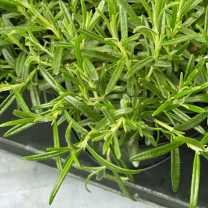 Rosemary Plants 300x300 - Get Growing!