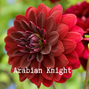 Arabian Knight 300x300 - Dahlia Tubers For Sale!!