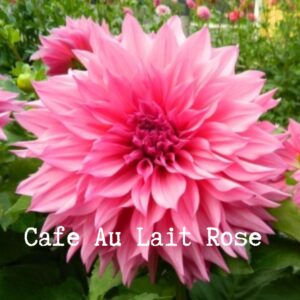 Cafe Au Lait Rose 300x300 - Dahlia Tubers For Sale!!