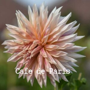 Cafe de Paris 300x300 - Dahlia Tubers For Sale!!