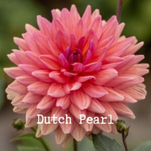 Dutch Pearl 300x300 - Dahlia Tubers For Sale!!