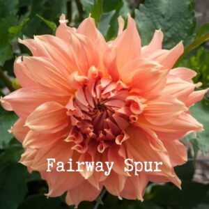 Fairway Spur 300x300 - Dahlia Tubers For Sale!!