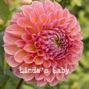 Lindas Baby  300x300 - Dahlia Tubers For Sale!!