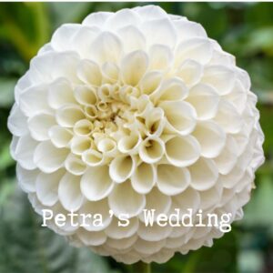 Petras Wedding 300x300 - Dahlia Tubers For Sale!!