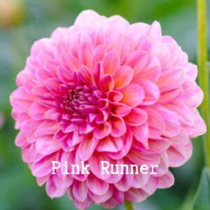 Pink Runner 300x300 - Dahlia Tubers For Sale!!