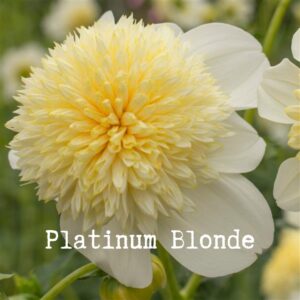 Platinum Blonde 300x300 - Dahlia Tubers For Sale!!
