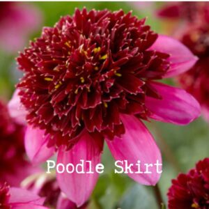 Poodle Skirt 300x300 - Dahlia Tubers For Sale!!