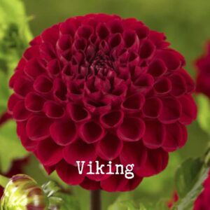 Viking 300x300 - Dahlia Tubers For Sale!!