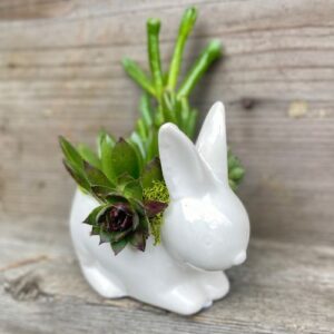 bunny succulent planter 300x300 - Floral Design Classes