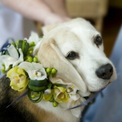 Boutonnieres, Corsages & Hair Blooms svg+xml,%3Csvg%20xmlns%3D%22http%3A%2F%2Fwww.w3 - Boutonnieres, Corsages & Hair Blooms