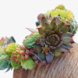 Boutonnieres, Corsages & Hair Blooms svg+xml,%3Csvg%20xmlns%3D%22http%3A%2F%2Fwww.w3 - Boutonnieres, Corsages & Hair Blooms