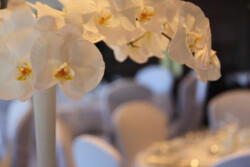 Event Decor & Ambience svg+xml,%3Csvg%20xmlns%3D%22http%3A%2F%2Fwww.w3 - Event Decor & Ambience