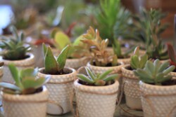 Event Decor & Ambience svg+xml,%3Csvg%20xmlns%3D%22http%3A%2F%2Fwww.w3 - Event Decor & Ambience